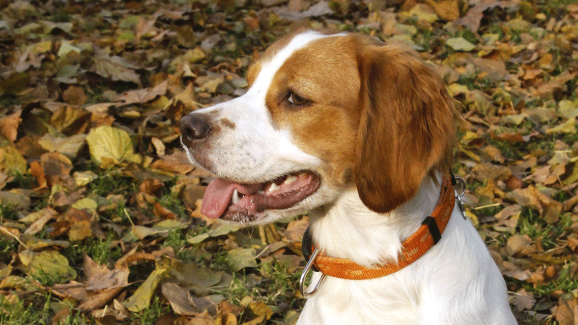 8 Medium Sized Dogs – American Kennel Club