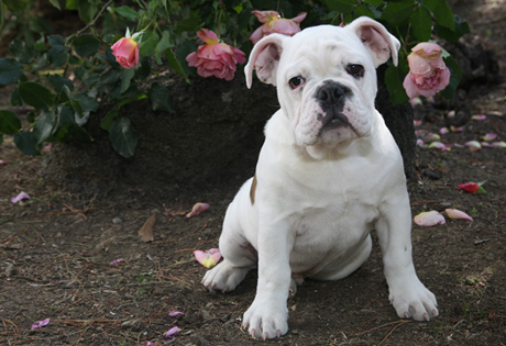 8 Medium Sized Dogs – American Kennel Club