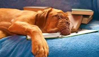AKC Breeder Education Adds New Selection Course from Dr Claudia