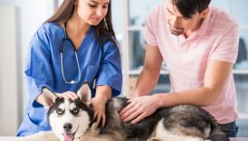 AKC Pet Insurances Top Puppy Insurance Claims of 2016 –