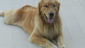 Advice for Stud Dog Owners