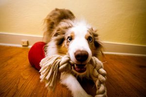 DIY Cognitive Dog Toys For When You're Stuck At Home