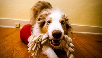 DIY Cognitive Dog Toys For When You're Stuck At Home