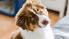 Why Do Dogs Tilt Their Heads? – American Kennel Club