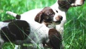 Breeder Spotlight Julia Heidbrink of Buggytown Bird Dogs –