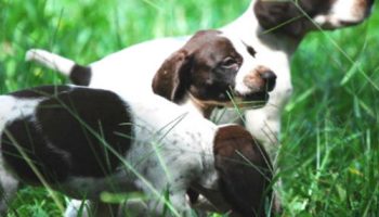 Breeder Spotlight Julia Heidbrink of Buggytown Bird Dogs –
