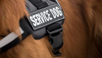 Can Brain Scans Predict Which Dogs Will Make the Best