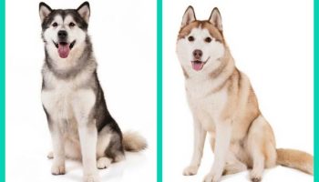 Can You Tell These Dog Breed Look Alikes Apart – American