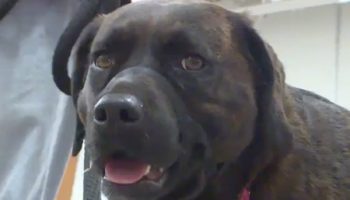 Colorado Elementary School Students Train Service Dog For Local Veteran