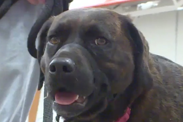 Colorado Elementary School Students Train Service Dog For Local Veteran