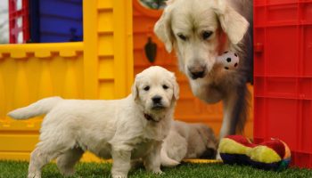 Do Dogs Feel Jealousy or Envy – American Kennel Club