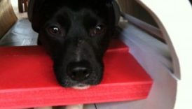 Do Dogs Prefer Praise or Food Unlocking the Mysteries of