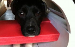 Do Dogs Prefer Praise or Food Unlocking the Mysteries of