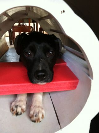 dog in mri