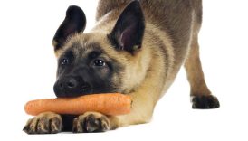 Dogs Can Adapt to a Vegetarian Dietwith Supplements – American