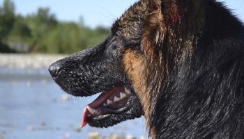 Easing a Dogs Passing – American Kennel Club