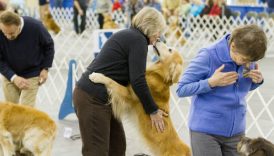 Form an Unbreakable Bond With Your Dog By Incorporating Obedience