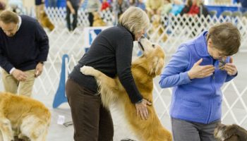 Form an Unbreakable Bond With Your Dog By Incorporating Obedience