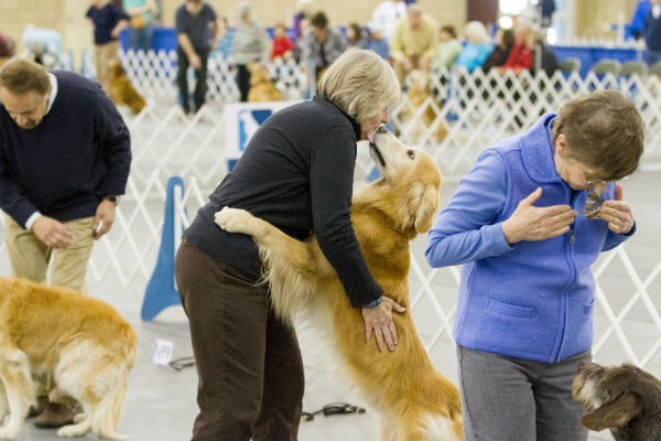 Form an Unbreakable Bond With Your Dog By Incorporating Obedience