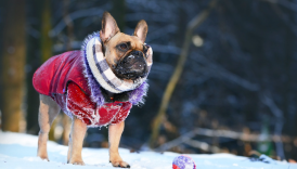 How to Keep Your Dog Warm and Safe This Winter