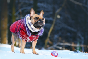 How to Keep Your Dog Warm and Safe This Winter