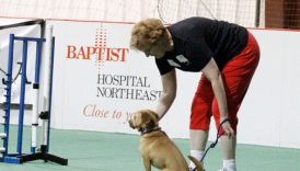 Get the Ultimate Enjoyment Out of Dog Sports – American