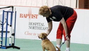 Get the Ultimate Enjoyment Out of Dog Sports – American