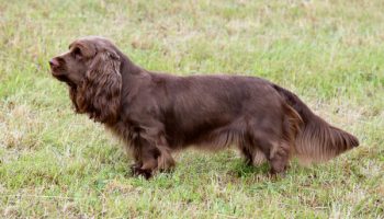 Get to Know the Sussex Spaniel – American Kennel Club