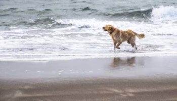 Government Relations Welcomes New California Federation – American Kennel Club