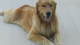 happy golden