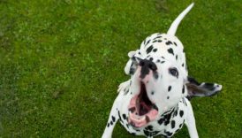 Help Your Dog Keep the Peace Manage Barking During the