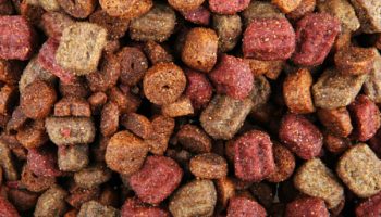 High Protein Dog Food Reading the Label – American Kennel