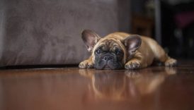 How Human Like Are Dogs – American Kennel Club