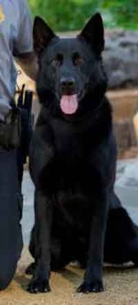 Kye a K 9 Police Dog Killed in the Line of