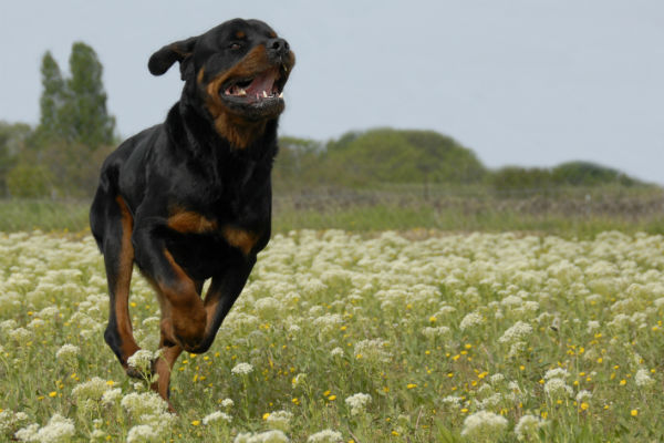 Learn About the Powerful Confident and Courageous Rottweiler – American