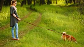 Make Walking Your Dog a Pleasure With These Games –