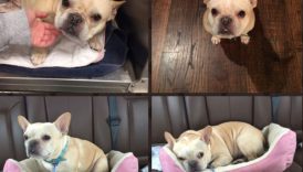 Meet The Lost Dogs Who Have Returned Home Thanks To