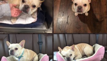 Meet The Lost Dogs Who Have Returned Home Thanks To