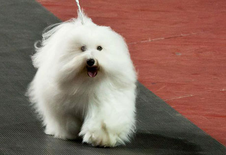 Meet the AKCs Two Newest Breeds – American Kennel Club