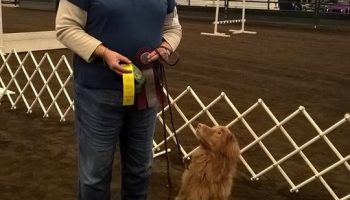 Meet the Dog Trainer and Competitor Who Doesnt Need Sight