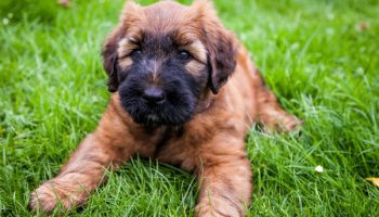 Meet the Faithful and Gentle Briard—a Heart Wrapped in Fur