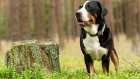 Meet the Muscular and Confident Greater Swiss Mountain Dog –