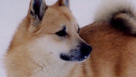 Meet the Norwegian Buhund—Dog of the Vikings – American Kennel
