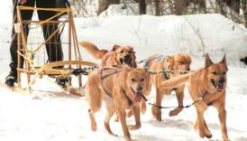 Meet the Rare and Versatile Chinook – American Kennel Club