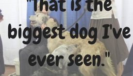 Overheard at AKC Meet the Breeds – American Kennel Club