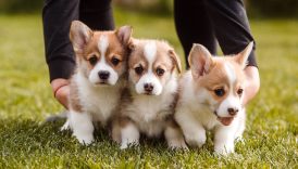 2023 Tax Tips for Dog Breeders – American Kennel Club