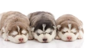 Puppy Socialization Starts with the Breeder — The Crucial Third