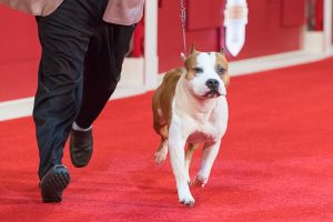 Understanding Dog Show Competitions: How Winners Are Chosen