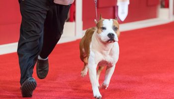 Understanding Dog Show Competitions: How Winners Are Chosen