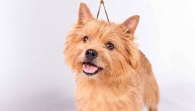 5 Fun Characteristics of the Norwich Terrier – American Kennel Club